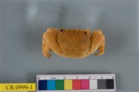 藏品(白紋方蟹)的圖片